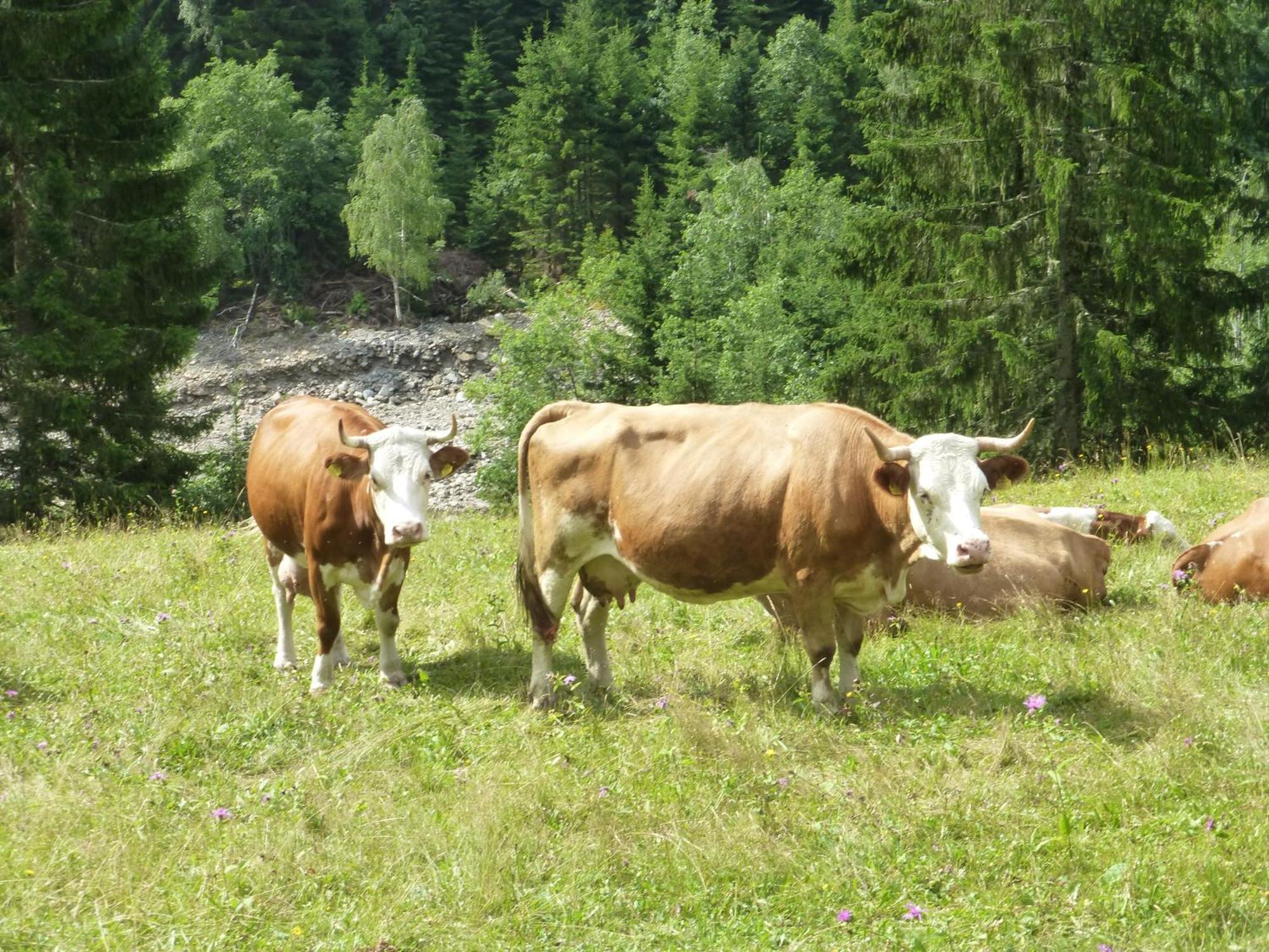 B&B,Bergheimat Oase Irschen Bagian luar foto