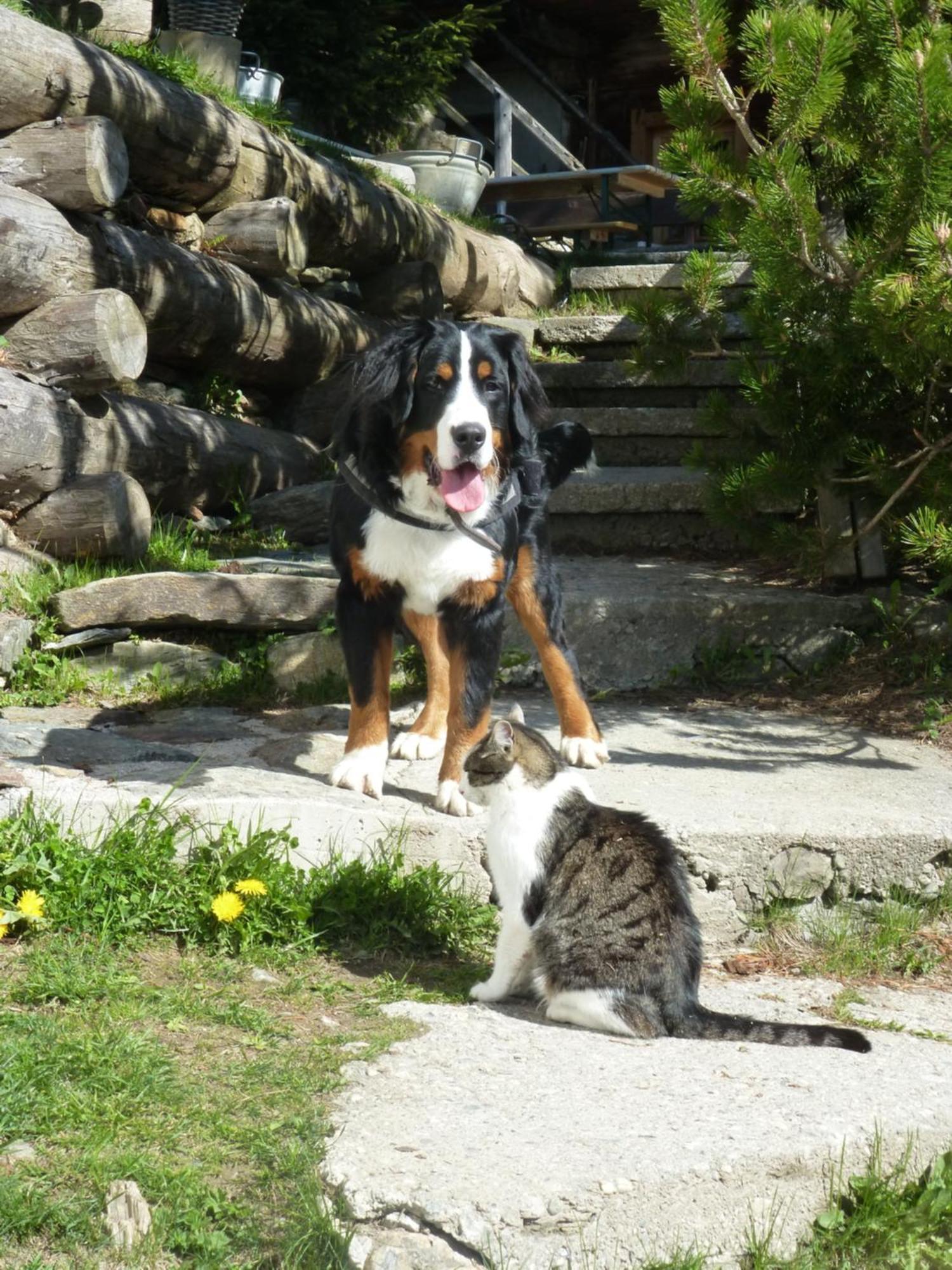 B&B,Bergheimat Oase Irschen Bagian luar foto